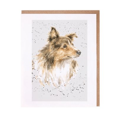 Rough collie/ sheltie greeting card
